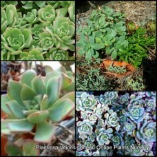 Aeonium Pinwheel x 1 Succulent Plants Hardy Rosette White Flowering Hanging Basket pot Border Shrubs Rockery Balcony Patio haworthii